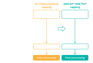AMCAP processing