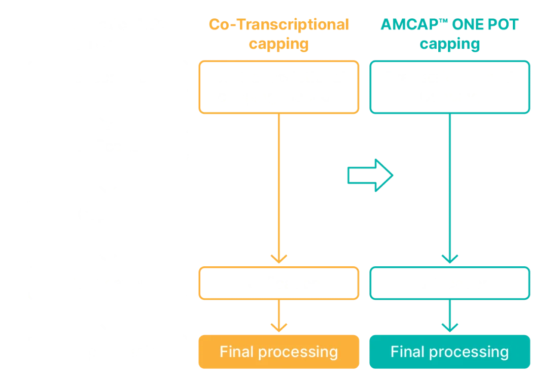 AMCAP processing