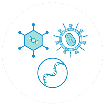 three different plasmid DNA application