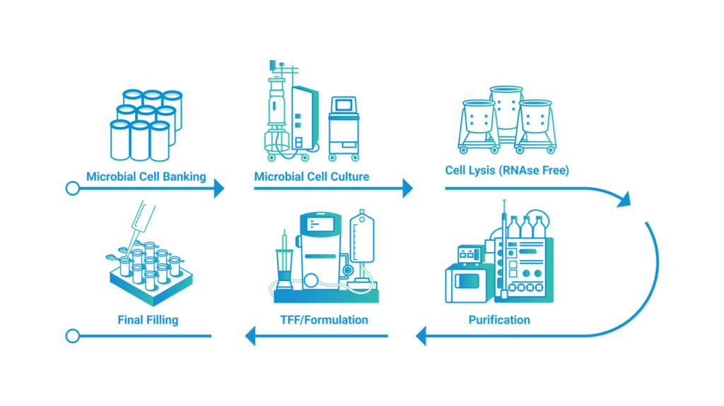 Plasmid Manufacturing: From Downstream to Filling - Anemocyte
