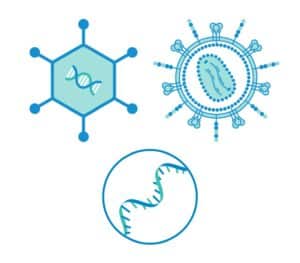 manufacturing plasmid dna